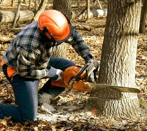 Tree Removal in Sutton, VT